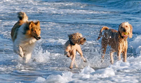 Renting with Pets in Boca Raton: A Guide for Pet Owners