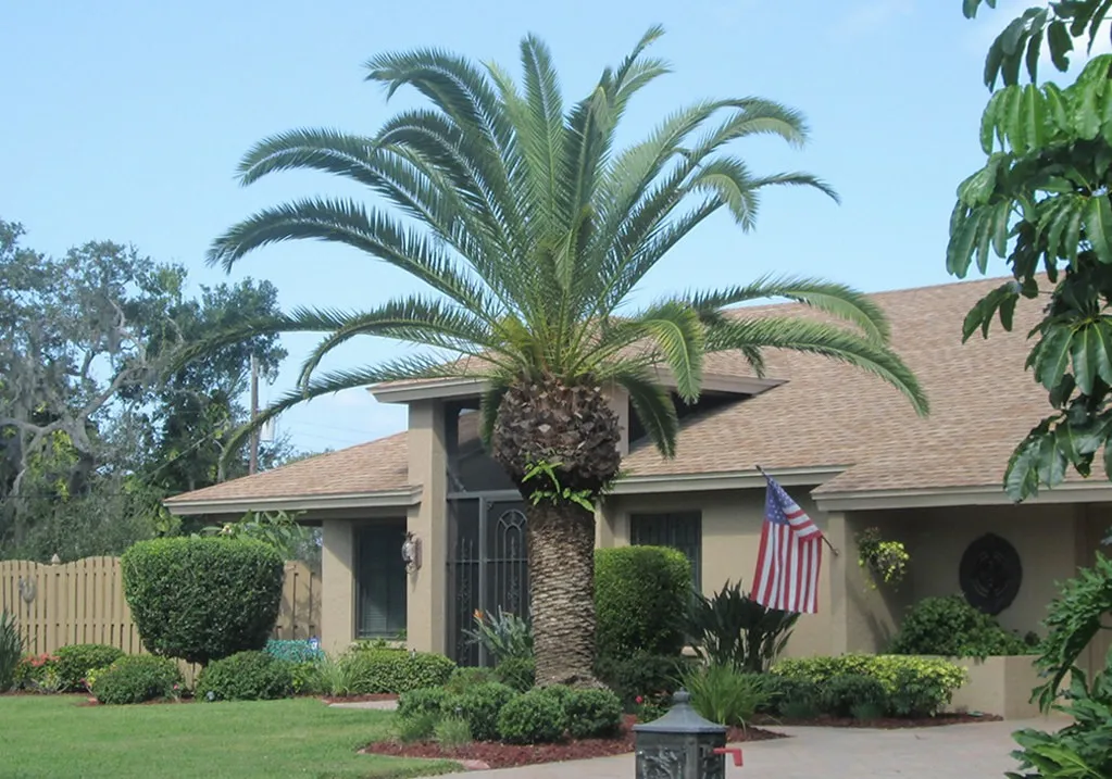 Florida single-family home framed by mature palm landscaping