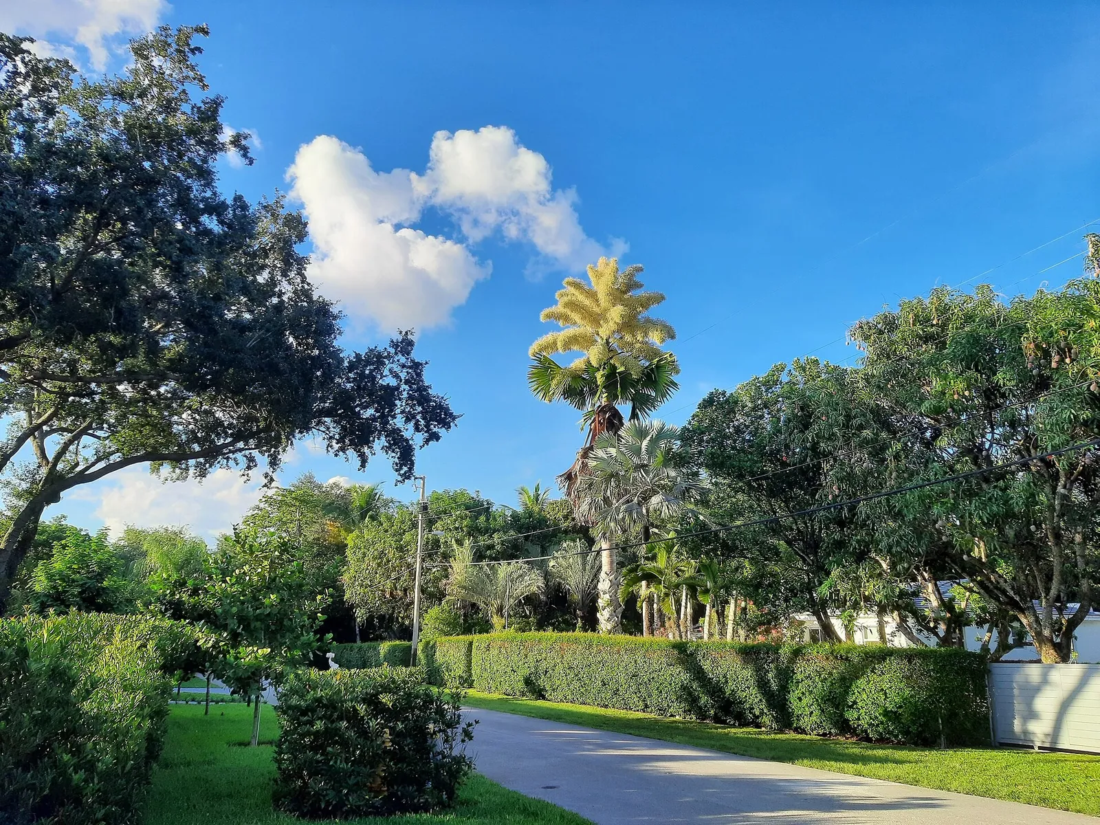 A leafy residential street in suburban Miami, Florida